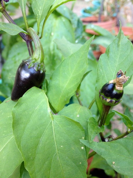 Black Hungarian Peppers growing